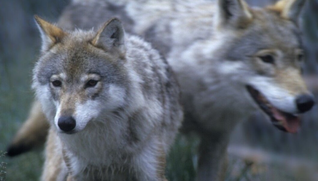 The new study shows that people's views on the wolf, and animals with which they are considered to be in conflict, depend on their knowledge, experience, livelihoods and local environment. (Photo: Per Løchen, NTB Scanpix) The new study shows that people's views on the wolf, and animals with which they are considered to be in conflict, depend on their knowledge, experience, livelihoods and local environment. (Photo: Per Løchen, NTB Scanpix)