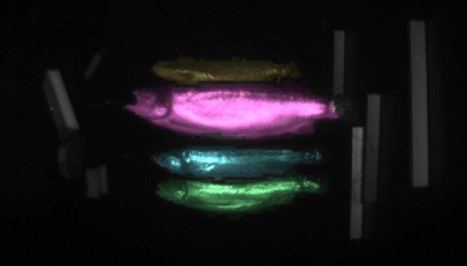 The camera calculates distance. This makes it easier both to measure the size of the target and post-process the images. (Photo: SINTEF)