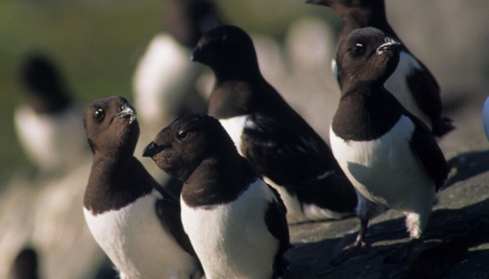 Measurements were taken in zooplankton, fish and birds, like the little auk, in the area. (Photo: Bjørn Strøm, Norwegian Polar Institute)
