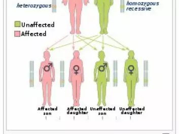 Everyone inherits the BRCA 1 and BRCA2 genes from each parent. These genes protect us from diseases such as cancer. If one parent has a mutation in one of these two genes, half of his or her children on average will inherit the mutation. Boys are thus carriers of the mutation, and girls who have the mutation will have a markedly increased risk for breast and ovarian cancer. In families with many boys, the risk of disease can be hidden. (Illustration: Wikipedia)