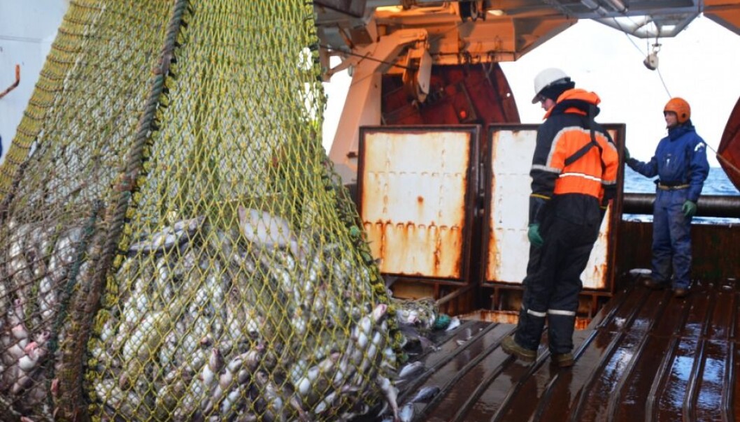 Researchers on the trawler Helmer Hansen in the Barents Sea. The fish is stored in water tanks with oxygen, instead of being stored in dry tanks. (Photo: SINTEF)
Researchers on the trawler Helmer Hansen in the Barents Sea. The fish is stored in water tanks with oxygen, instead of being stored in dry tanks. (Photo: SINTEF)