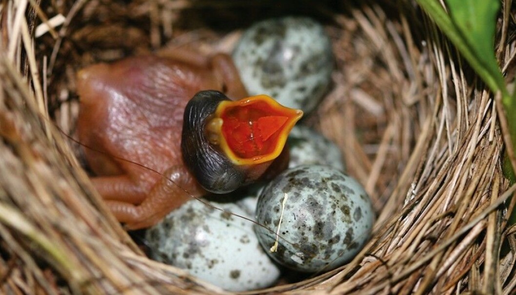 Cuckoo chicks gobble up all the resources that its host parents otherwise would use on their own offspring. (Photo: Per Harald Olsen, NTNU) Cuckoo chicks gobble up all the resources that its host parents otherwise would use on their own offspring. (Photo: Per Harald Olsen, NTNU)