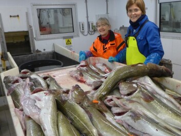 Researchers with some of the day’s catch, studying the quality of the fish. Project leader Hanne Digre to the right and engineer Marte Schei to the left. (Photo: SINTEF) Researchers with some of the day’s catch, studying the quality of the fish. Project leader Hanne Digre to the right and engineer Marte Schei to the left. (Photo: SINTEF)