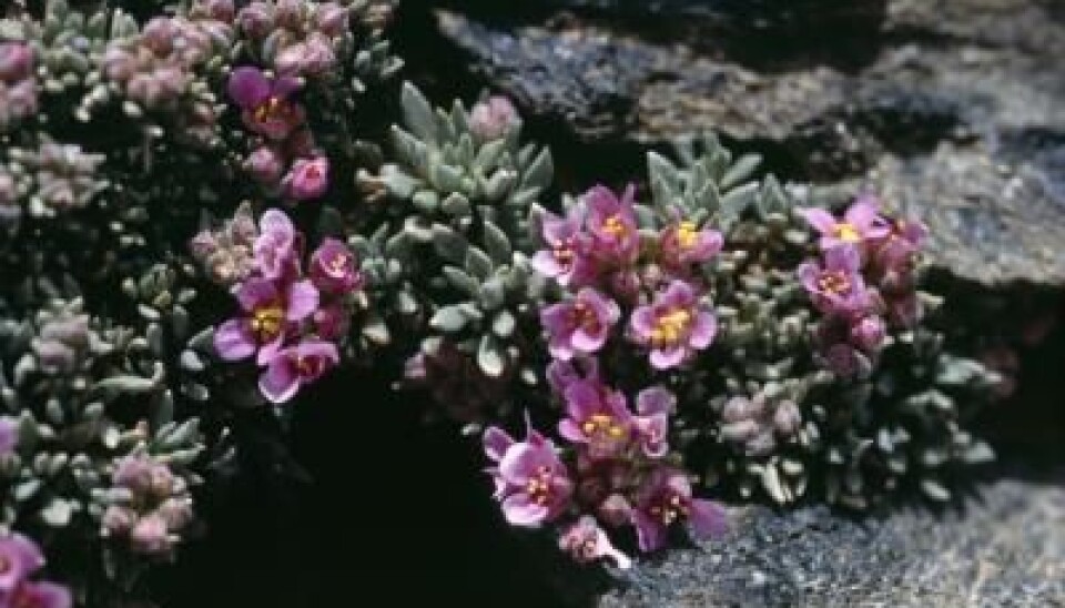 This alpine species (Nevadensia purpurea) could disappear from some European mountains in the next few decades. (Photo: Harald Pauli)