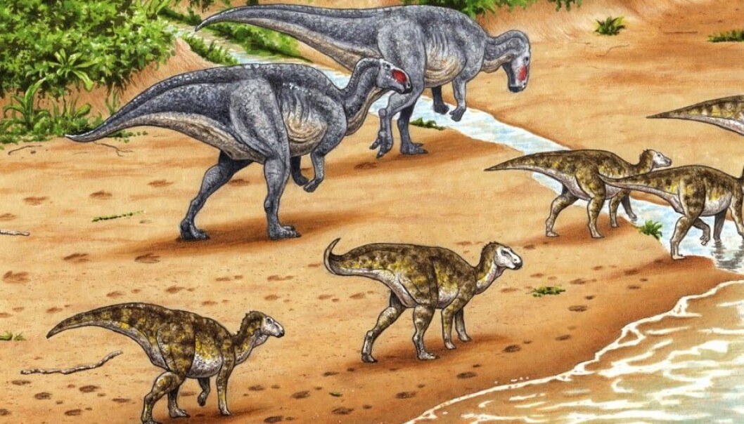 The Norwegian island archipelago of Svalbard was much warmer and wetter 123 million years ago, during the time of the dinosaurs. The illustration shows plant-eating ornithopods on Svalbard and their tracks in the sand. Until now, scientists believed that the tracks came from a carnivorous dinosaur called a theropod, but these dinosaurs always walk on two legs. Researchers have now found the imprint of front feet in the Svalbard tracks, meaning that the dinosaur that left them walked on all fours and had to be a vegetarian. (Illustration: Esther van Hulsen) The Norwegian island archipelago of Svalbard was much warmer and wetter 123 million years ago, during the time of the dinosaurs. The illustration shows plant-eating ornithopods on Svalbard and their tracks in the sand. Until now, scientists believed that the tracks came from a carnivorous dinosaur called a theropod, but these dinosaurs always walk on two legs. Researchers have now found the imprint of front feet in the Svalbard tracks, meaning that the dinosaur that left them walked on all fours and had to be a vegetarian. (Illustration: Esther van Hulsen)