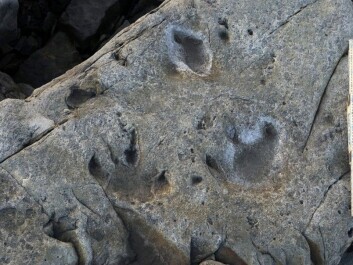 Some of the dinosaur tracks at Boltodden as photographed in 2014. The track left of centre was found in 1976. Note the small round tracks in front of the larger tracks. The ruler at the side of the photo is one metre long. (Photo: Hans Arne Nakrem, Natural History Museum, University of Oslo) Some of the dinosaur tracks at Boltodden as photographed in 2014. The track left of centre was found in 1976. Note the small round tracks in front of the larger tracks. The ruler at the side of the photo is one metre long. (Photo: Hans Arne Nakrem, Natural History Museum, University of Oslo)