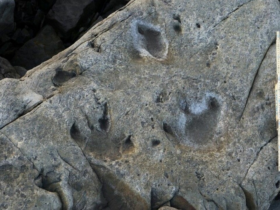 Some of the dinosaur tracks at Boltodden as photographed in 2014. The track left of centre was found in 1976. Note the small round tracks in front of the larger tracks. The ruler at the side of the photo is one metre long. (Photo: Hans Arne Nakrem, Natural History Museum, University of Oslo)