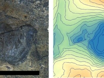 The tracks were photographed and converted into three-dimensional models (right). Here is the track from a forefoot that shows that this was not a carnivorous dinosaur. (Photo: Hans Arne Nakrem, Natural History Museum, University of Oslo) The tracks were photographed and converted into three-dimensional models (right). Here is the track from a forefoot that shows that this was not a carnivorous dinosaur. (Photo: Hans Arne Nakrem, Natural History Museum, University of Oslo)