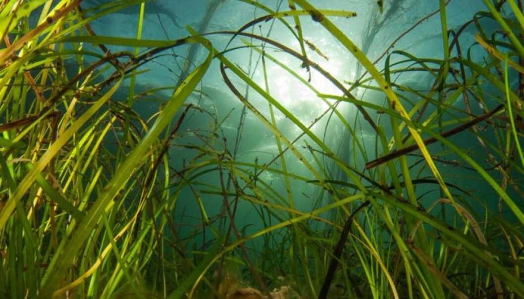 The botanical ancestors of eelgrass lived on land. Now this common species of seagrass plays a vital role along the coasts of the entire northern hemisphere. (Photo: Galice Hoarau) The botanical ancestors of eelgrass lived on land. Now this common species of seagrass plays a vital role along the coasts of the entire northern hemisphere. (Photo: Galice Hoarau)