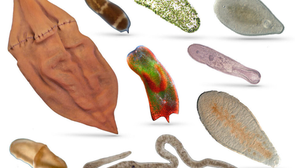 Acoel flatworms (acoel) represent an intermediate form in the history of evolution, between jellyfish and humans.
(Photo: Sars Centre.)