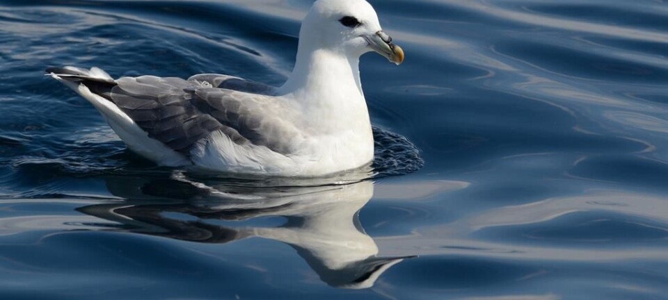 Seabirds are contaminated more by food than microplastics