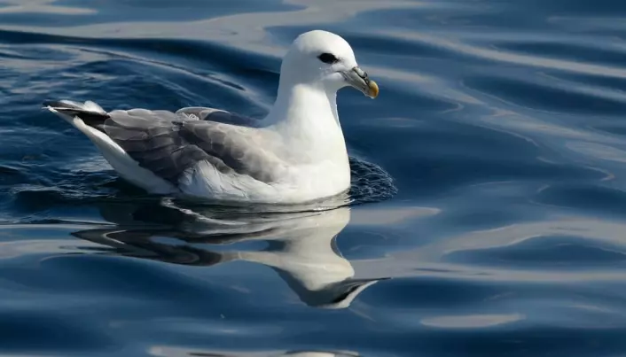 Seabirds are contaminated more by food than microplastics