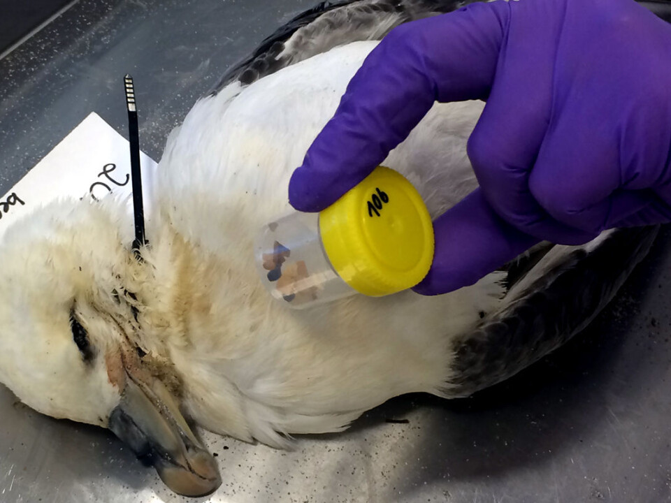 The amount of plastics in fulmars’ stomachs is regarded as a representative indicator of ocean littering. (Photo: Camilla Næss / NINA.)