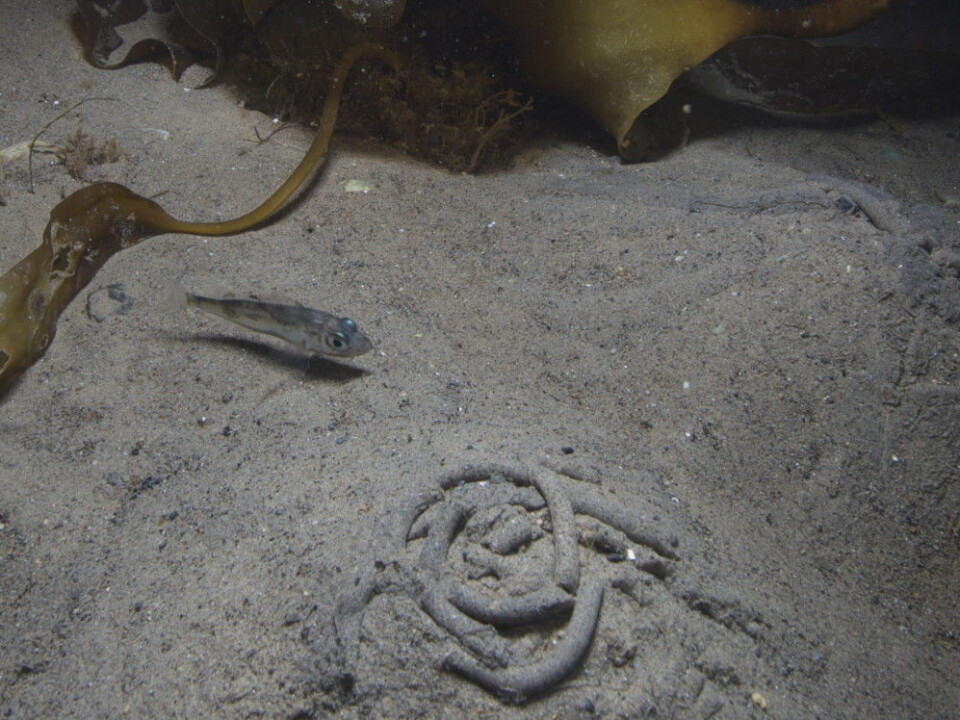 A “dark lord”: a young red rock fish, usually found at much greater depths, swimming in the kelp forest at 2 m depth in January in Kongsfjorden. (Photo: Geir Johnsen, NTNU/UNIS)