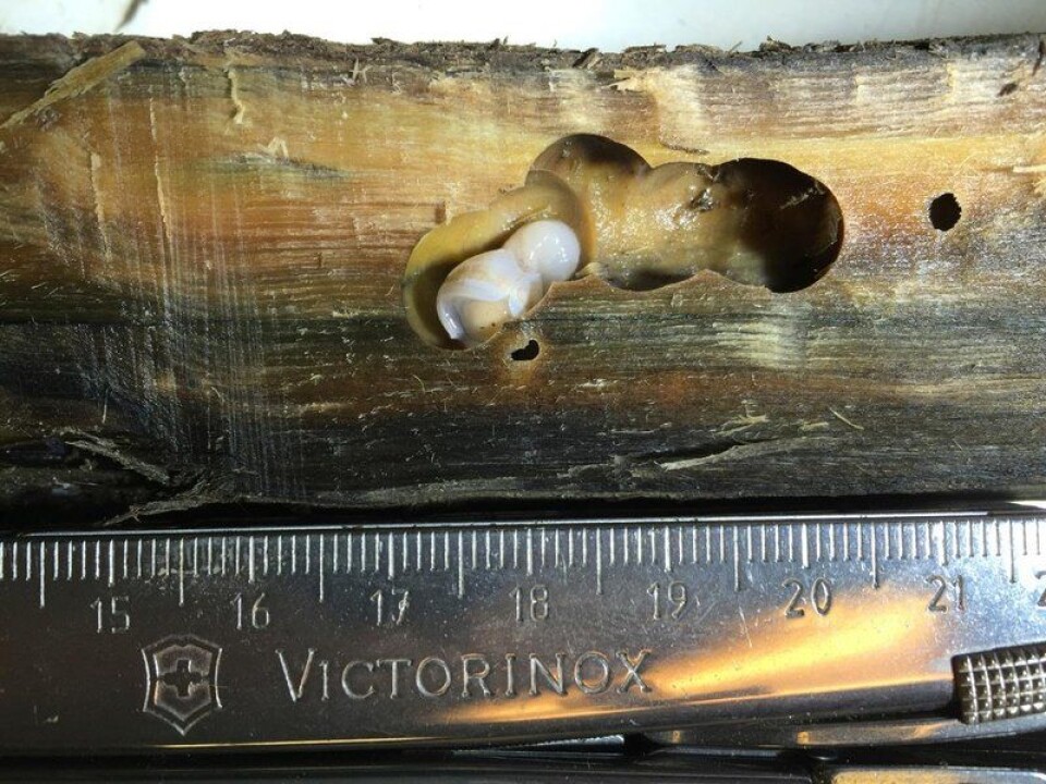 This gooey white shipworm has struck fear in the hearts of marine archaeologists, since it is not usually found in Arctic waters. Biologists are trying to determine now if it is a new species or just a species that is new to Svalbard. (Photo: Geir Johnsen, NTNU/UNIS)