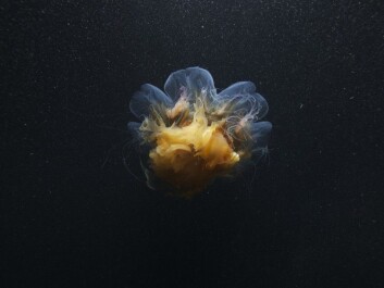 The presence of this Lion’s Mane jellyfish in Kongsfjorden, Svalbard in January indicates an influx of warmer Atlantic water to the fjord, which is on the northwestern side of the island of Spitsbergen and has been ice free since 2005-2006. (Photo: Geir Johnsen, NTNU/UNIS) The presence of this Lion’s Mane jellyfish in Kongsfjorden, Svalbard in January indicates an influx of warmer Atlantic water to the fjord, which is on the northwestern side of the island of Spitsbergen and has been ice free since 2005-2006. (Photo: Geir Johnsen, NTNU/UNIS)