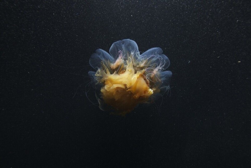 All kinds of creatures are active in the polar night. The photo shows a lion’s mane jellyfish.