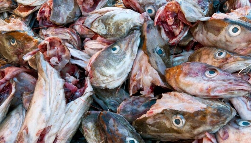 The Norwegian seafood industry utilises the cuttings from fish in making feed for pigs. Some is also used in the production of vitamins and nutrient products, but research is being conducted to find new ways of using fish scraps in the manufacture of food for human consumption. (Photo: Bjørn Jørgensen, NTB scanpix) The Norwegian seafood industry utilises the cuttings from fish in making feed for pigs. Some is also used in the production of vitamins and nutrient products, but research is being conducted to find new ways of using fish scraps in the manufacture of food for human consumption. (Photo: Bjørn Jørgensen, NTB scanpix)