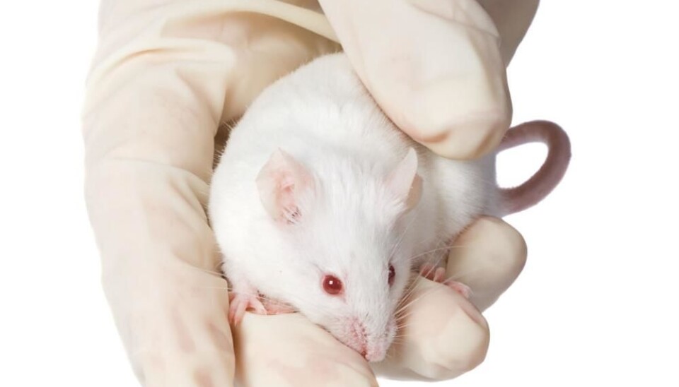 (Illustrative photo: Colourbox.)