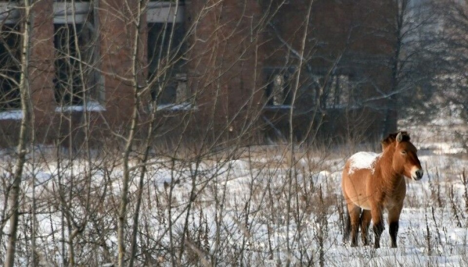 A Przewalski's horse inside the Exclusion Zone around Chernobyl. This is the last remaining subspecies of wild horse in the world. Przewalski's horses were released in the area in 1998 and 1999, where the animals now appear to be thriving. (Photo: Genya Savi, AFP, NTB Scanpix)
