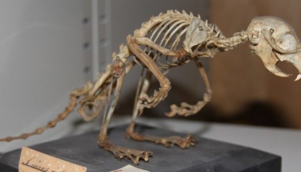 This squirrel from 1878 has certainly seen better days. But compared to a lot of the recent finds at the NTNU University Museum, it's fairly new. (Photo: Jørgen Rosvold, NTNU University Museum.)