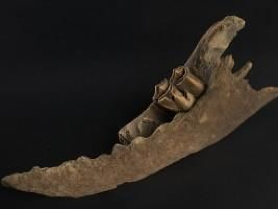 This moose was found when the railroad was being built. Elgen ble funnet under legging av jernbaneskinner. (Foto: Åge Hojem/ NTNU Vitenskapsmuseet.)