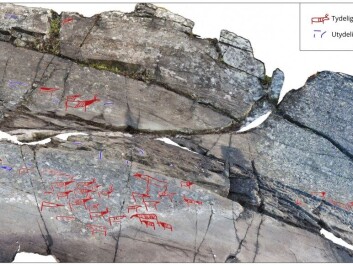 Both moose and reindeer are clear in this digitized version of ancient petroglyphs. (Model: Erik Kjellman, Tromsø Museum - The University Museum) Both moose and reindeer are clear in this digitized version of ancient petroglyphs. (Model: Erik Kjellman, Tromsø Museum - The University Museum)