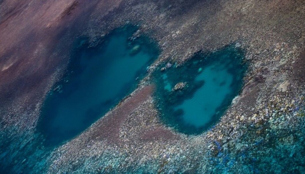 Most of the northern half of the Great Barrier Reef has been bleached. (Photo: ARC Center of Excellence) Most of the northern half of the Great Barrier Reef has been bleached. (Photo: ARC Center of Excellence)