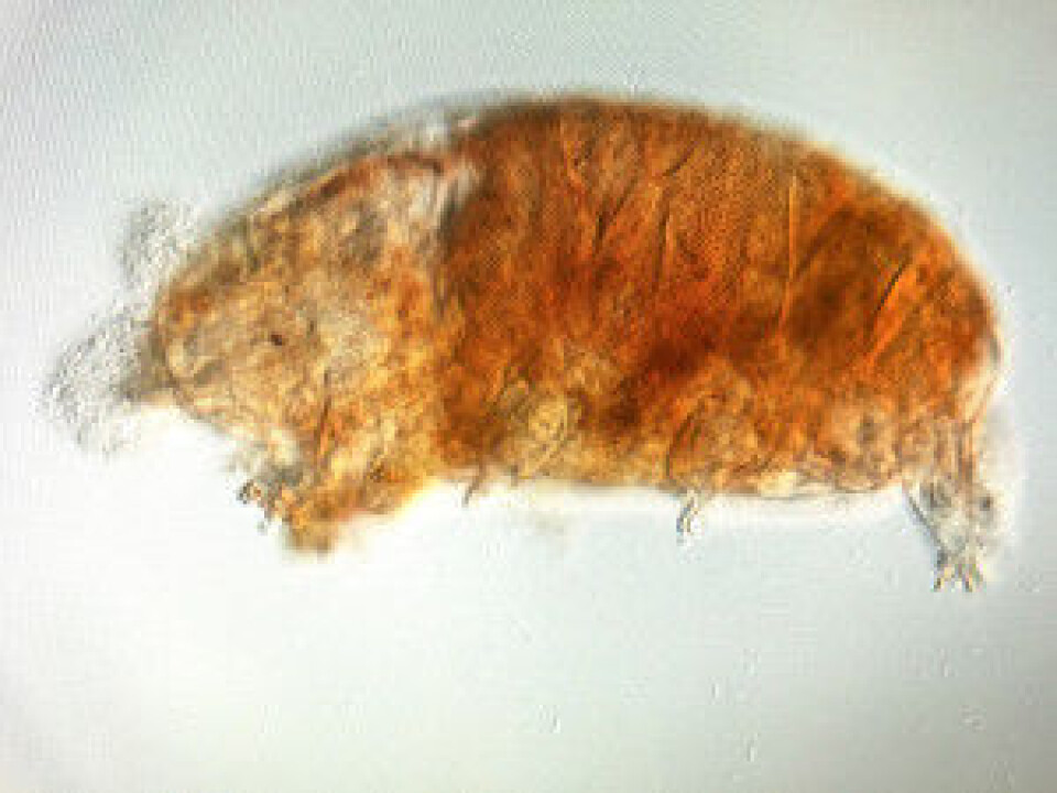 A water bear from the Pseudechiniscus family seen under a light microscope. (Photo: Torbjørn Ekrem, NTNU University Museum)