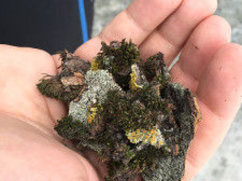 Moss and lichen from right outside of the NTNU University Museum. These samples contained three species of tardigrades. (Photo: Torbjørn Ekrem, NTNU Univerisity Museum)