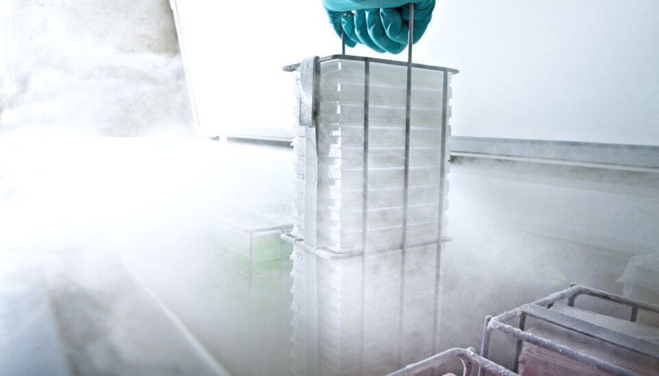 A few thousand tiny yeast mutants will be awoken from their hibernation at the bottom of a freezer, fed with water and sugar, and then given chemotherapy. Which of them will survive? Which among of will perish? (Photo: Geir Mogen)