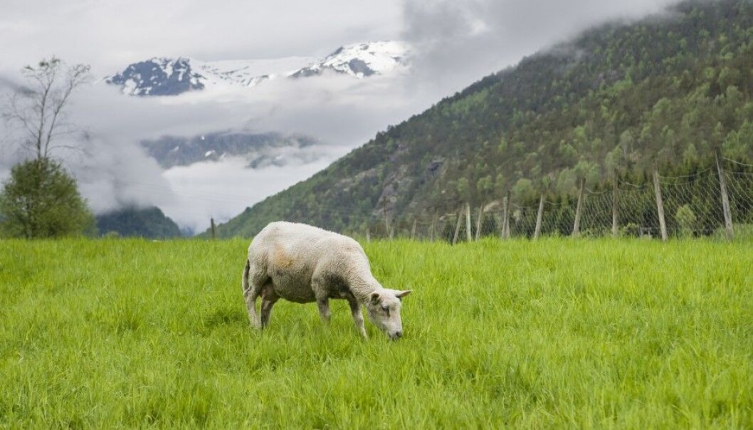 If you thought that fewer animals pasture in the mountains now than before, guess again. There have probably never been as many sheep and reindeer in several Norwegian mountain areas as can be found today. (Photo: Kai Jensen / NTB scanpix) If you thought that fewer animals pasture in the mountains now than before, guess again. There have probably never been as many sheep and reindeer in several Norwegian mountain areas as can be found today. (Photo: Kai Jensen / NTB scanpix)