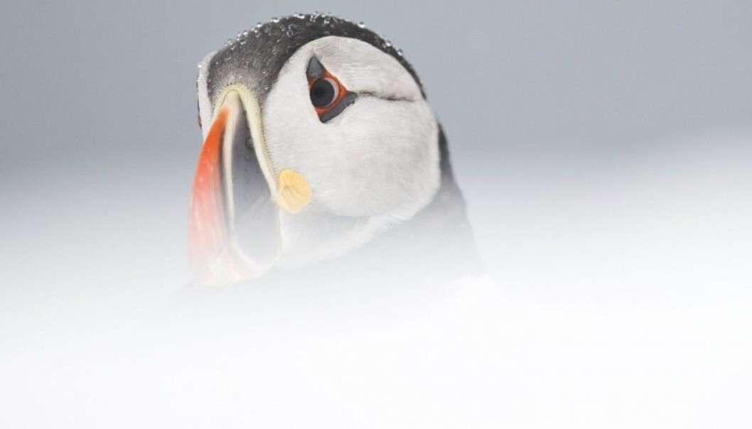Seabirds are conservative creatures. Once a couple gets established at a site the birds stay there. This makes the animals less adaptable when the climate changes and food sources disappear. This puffin was photographed in Norway’s Finnmark County. (Photo: Roy Mangersnes / NN / Samfoto) Seabirds are conservative creatures. Once a couple gets established at a site the birds stay there. This makes the animals less adaptable when the climate changes and food sources disappear. This puffin was photographed in Norway’s Finnmark County. (Photo: Roy Mangersnes / NN / Samfoto)