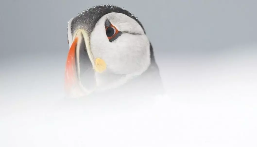 Seabirds are conservative creatures. Once a couple gets established at a site the birds stay there. This makes the animals less adaptable when the climate changes and food sources disappear. This puffin was photographed in Norway’s Finnmark County. (Photo: Roy Mangersnes / NN / Samfoto)
