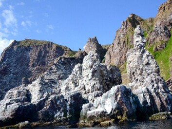 Just 50 years ago upwards of 300,000 kittiwakes and common guillemots covered this nesting cliff at Syltefjord in East Finnmark. When Rob Barrett of the Tromsø University Museum took this picture in the nesting season the upper part of the cliff was abandoned. Only a few thousand kittiwakes were nesting down by the shore. The guillemots were gone. (Photo: Rob Barrett, Tromsø University Museum) Just 50 years ago upwards of 300,000 kittiwakes and common guillemots covered this nesting cliff at Syltefjord in East Finnmark. When Rob Barrett of the Tromsø University Museum took this picture in the nesting season the upper part of the cliff was abandoned. Only a few thousand kittiwakes were nesting down by the shore. The guillemots were gone. (Photo: Rob Barrett, Tromsø University Museum)