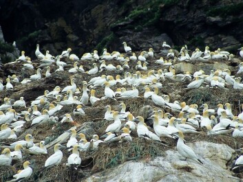 Northern gannets in Gjesvær in the North Cape Municipality of Finnmark. The gannets are more versatile and are making do better than many other species. (Photo: Rob Barrett) Northern gannets in Gjesvær in the North Cape Municipality of Finnmark. The gannets are more versatile and are making do better than many other species. (Photo: Rob Barrett)