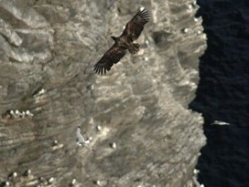 A sea eagle hunts for black-legged kittiwake chicks at the Runde nesting cliffs in Møre og Romsdal County. The sea eagle population has been growing along the coast in recent years. This is a predator that eats a lot of seabirds on its own. But its biggest impact is probably that the eagles menace birds into fleeing their nests, making eggs and chicks easy prey for gulls, crows and ravens. Minks are other gluttons that destroy seabird nests. (Photo: Arne Nævra/NTB Scanpix) A sea eagle hunts for black-legged kittiwake chicks at the Runde nesting cliffs in Møre og Romsdal County. The sea eagle population has been growing along the coast in recent years. This is a predator that eats a lot of seabirds on its own. But its biggest impact is probably that the eagles menace birds into fleeing their nests, making eggs and chicks easy prey for gulls, crows and ravens. Minks are other gluttons that destroy seabird nests. (Photo: Arne Nævra/NTB Scanpix)