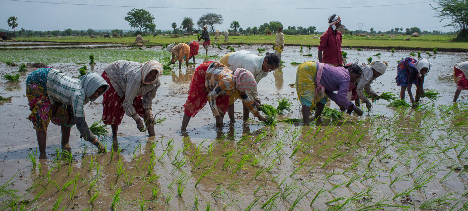 Project aims to help Indian farmers cope with extreme weather