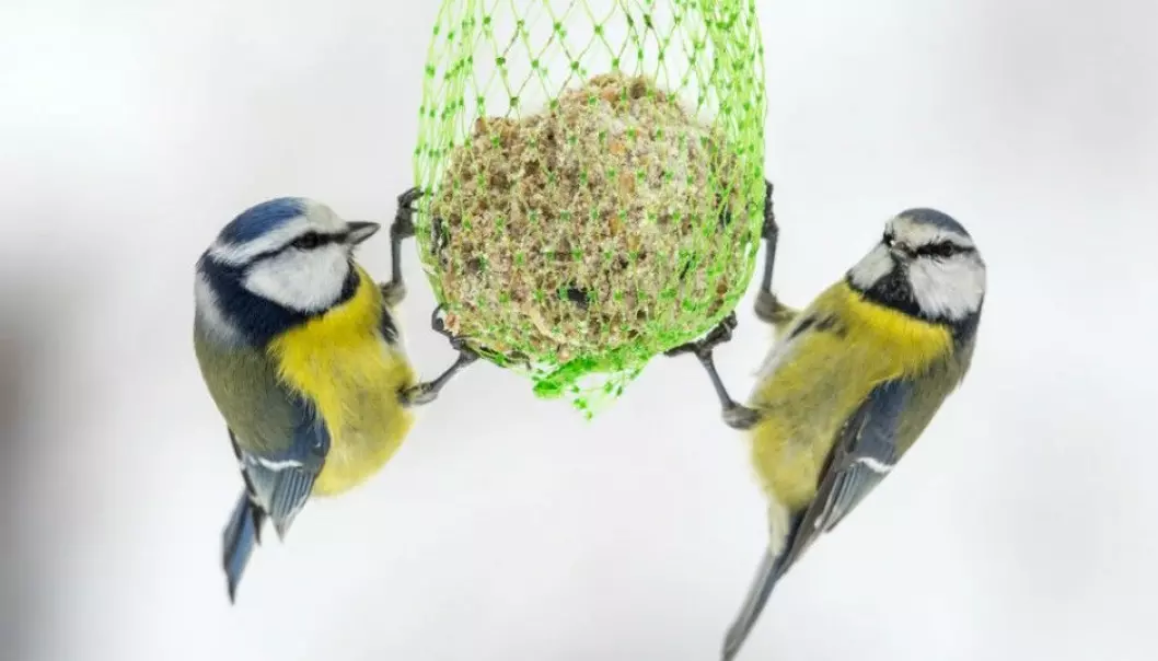 Blue tit females who have been attacked in the nest by a predator change their behaviour. (Foto: © Steinar Myhr/NN/Samfoto/NTB Scanpix.)