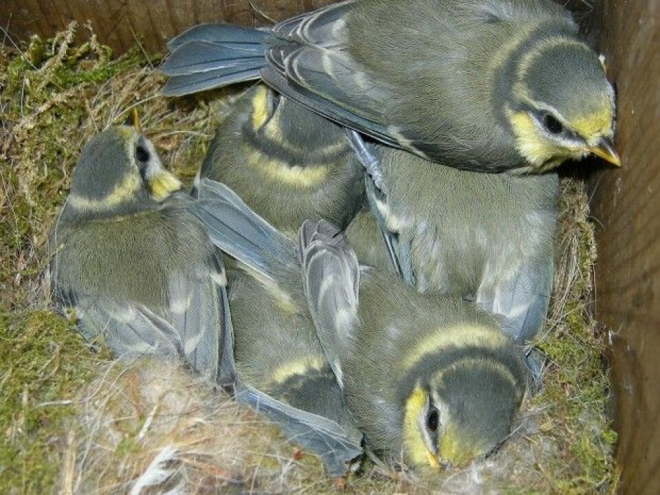One nest of blue tits may contain chicks from three or four different fathers. (Photo: Arnstein Rønning/Wikimedia commons.)