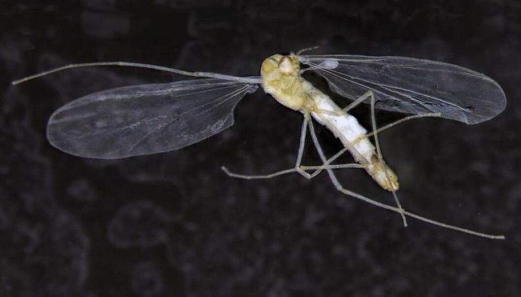 The T. hajdi is the only known sightless cave insect that can fly. (Photo: Linn Katrine Hagenlund) The T. hajdi is the only known sightless cave insect that can fly. (Photo: Linn Katrine Hagenlund)