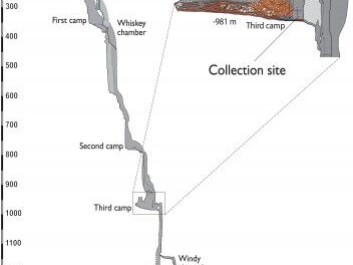 Andersen and colleagues have not intruded on the newly discovered insect’s habitat, as it is a kilometre underground in Croatia’s Lukina Jama-Trojama Caves. A whole different type of expertise is needed to reach the site. (Illustration: D. Baksic) Andersen and colleagues have not intruded on the newly discovered insect’s habitat, as it is a kilometre underground in Croatia’s Lukina Jama-Trojama Caves. A whole different type of expertise is needed to reach the site. (Illustration: D. Baksic)