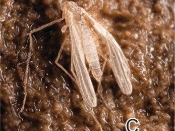 A young specimen of T. hajdi has just hatched and clings to the wall of the cave. The brown coating on the rock could be bacterial and might be food for the insect larvae. (Photo: J. Bedek) A young specimen of T. hajdi has just hatched and clings to the wall of the cave. The brown coating on the rock could be bacterial and might be food for the insect larvae. (Photo: J. Bedek)