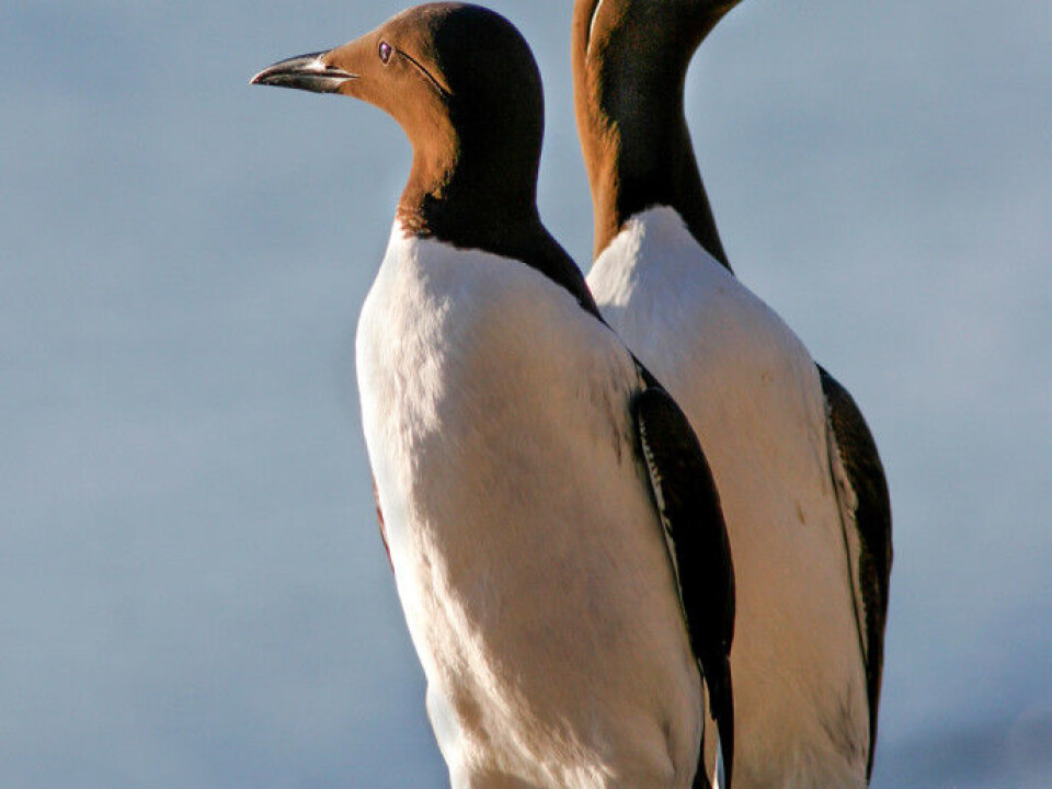 White-breasted guillemots. (Photo: Per Harald Olsen, NTNU)