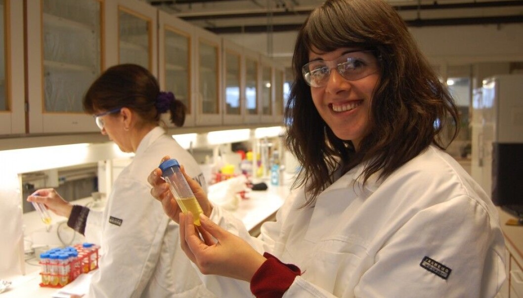 Researchers in Trondheim process the fats from dead laying hens as one stage in attempts to make a new and profitable dietary supplement. “It smells like chicken soup, but we still haven’t achieved the right taste,” says Research Manager Ana Carvajal at SINTEF Fisheries and Aquaculture. (Photo: Anne Lise Stranden, forskning.no) Researchers in Trondheim process the fats from dead laying hens as one stage in attempts to make a new and profitable dietary supplement. “It smells like chicken soup, but we still haven’t achieved the right taste,” says Research Manager Ana Carvajal at SINTEF Fisheries and Aquaculture. (Photo: Anne Lise Stranden, forskning.no)