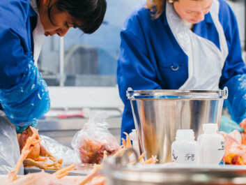 Researchers at SINTEF cutting up hens before they are heated to 55° C and enzymes are added. The water and the mushy meat are separated. The end products are a nutritious hen oil and protein powder which might be used in broths, nutritional shakes or other forms of dietary supplements. (Photo: SINTEF) Researchers at SINTEF cutting up hens before they are heated to 55° C and enzymes are added. The water and the mushy meat are separated. The end products are a nutritious hen oil and protein powder which might be used in broths, nutritional shakes or other forms of dietary supplements. (Photo: SINTEF)