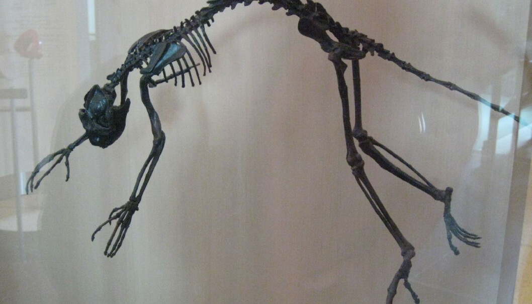 Notharctus tenebrosus looks like a lemur and researchers say the same applies to Darwinius masillae – the fossil known as Ida. (Photo: Claire Houck/Wikimedia Creative Commons) Notharctus tenebrosus looks like a lemur and researchers say the same applies to Darwinius masillae – the fossil known as Ida. (Photo: Claire Houck/Wikimedia Creative Commons)