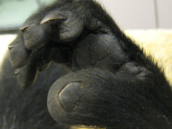 The elongated grooming claw is on the digit next to the big toe on lemurs. How crucial is this second digit for classifying an animal as a lemur? (Photo: Visionholder/Wikimedia Creative Commons) The elongated grooming claw is on the digit next to the big toe on lemurs. How crucial is this second digit for classifying an animal as a lemur? (Photo: Visionholder/Wikimedia Creative Commons)
