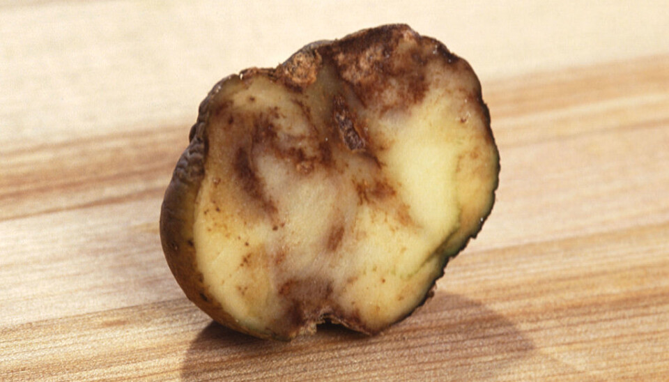 A million Irish died during the great famine in the country in the 1840s. The same number emigrated to the USA or other countries. The culprit was potato blight, which still plagues potato farmers today. (Photo: Agricultural Research Service/the United States Department of Agriculture/Wikimedia commons.)