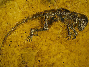 Ida’s foot is damaged slightly right where a claw or nail would be, which makes it hard to determine which she had. (Photo: Natural History Museum) Ida’s foot is damaged slightly right where a claw or nail would be, which makes it hard to determine which she had. (Photo: Natural History Museum)